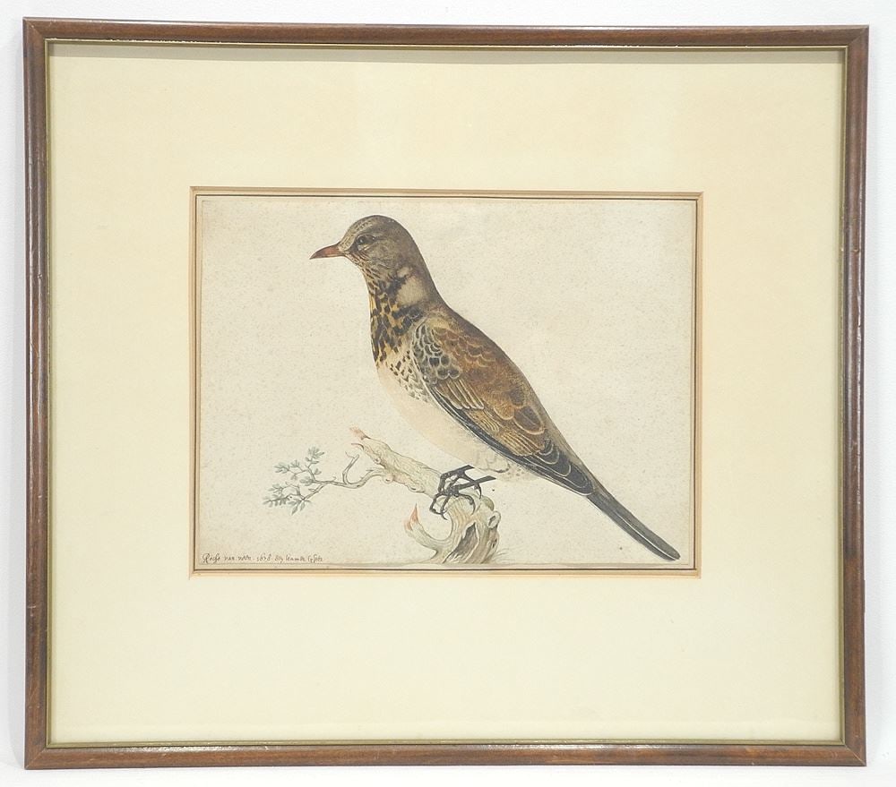 Watercolour signed Rochus Van Veen 1678, 7 1/2 x 10 1/4", "Tidrus Philomelos/Song Thrush". (1 of 11)