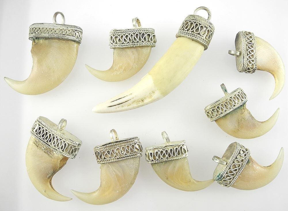 Group of Mounted Tiger Claws. (1 of 2)