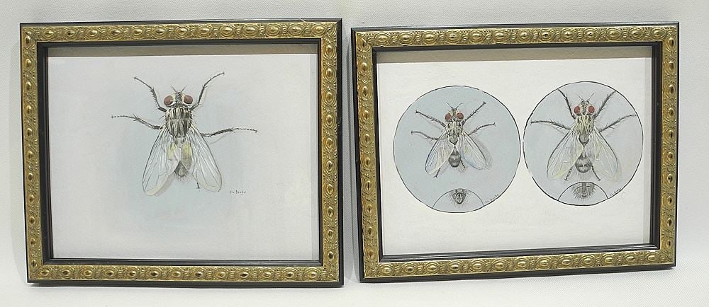 Two Watercolour & Gouache signed F.L.(Frank Lyman) Beebe, Larger 5 7/8 x 7 1/2", "Earwig... (1 of 4)