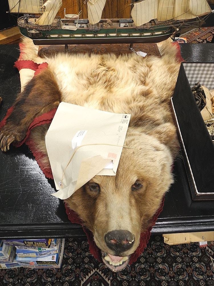 Juvenile Grizzly Bearskin Rug (76"), with Permit.: Juvenile Grizzly Bearskin Rug (76"), with Permit.