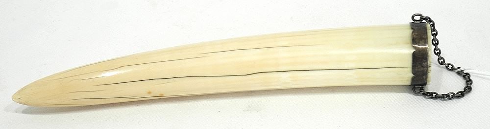 Tusk Section with Metal Mount, 9 5/8"L, CANADIAN BIDDERS ONLY. (1 of 3)