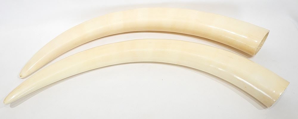 Pair of African Elephant Tusks, 36"L, CANADIAN BIDDERS ONLY.: Pair of African Elephant Tusks, 36"L, CANADIAN BIDDERS ONLY.