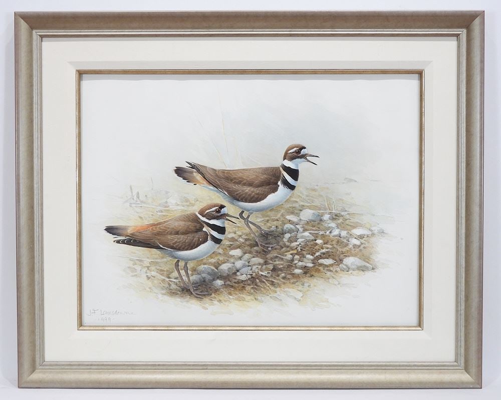 Watercolour signed J.F. (James Fenwick) Lansdowne 1998, 16 x 22", "Kildeer Plover".: Watercolour signed J.F. (James Fenwick) Lansdowne 1998, 16 x 22", "Kildeer Plover".