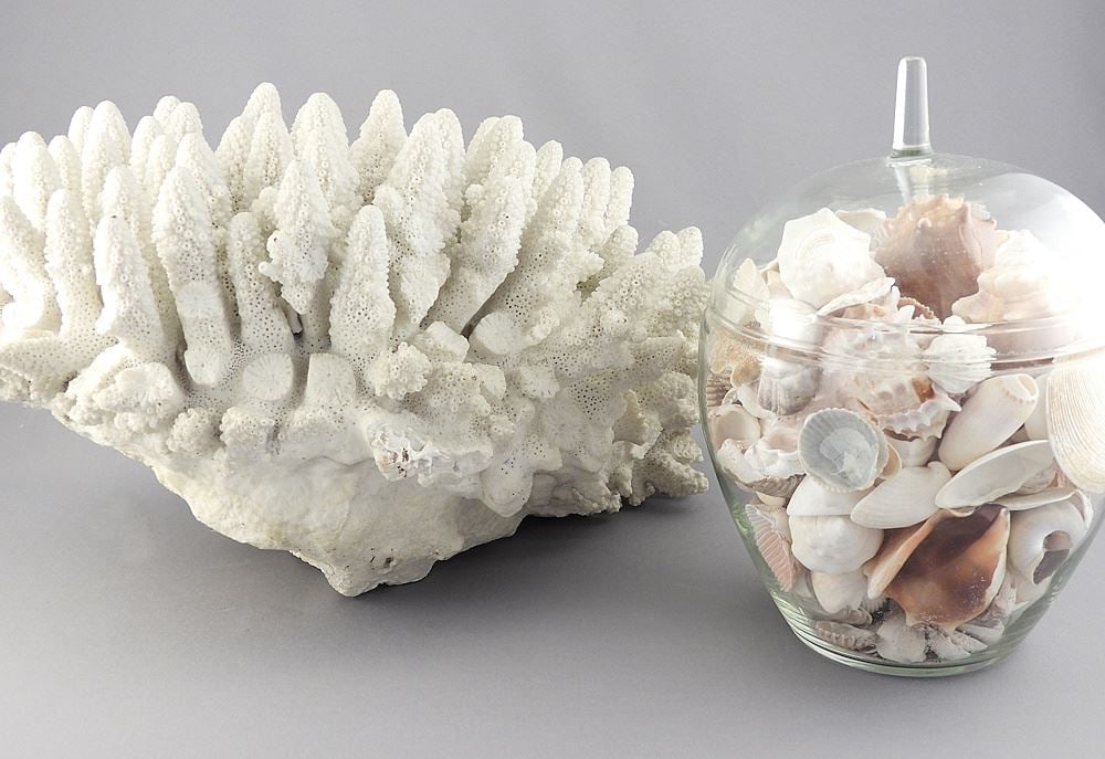 Coral Specimen & Collection of Shells.: Coral Specimen & Collection of Shells.