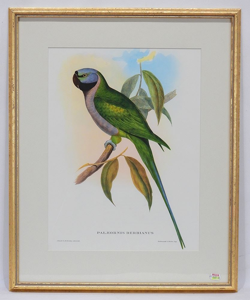 Hand Coloured Lithograph, 15 x 11" "Palaeornis Derbiana". (1 of 2)