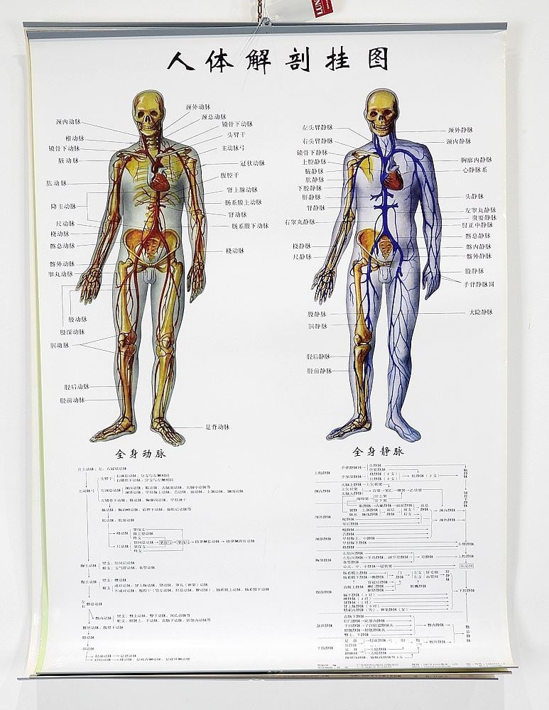 3 Chinese Language Anatomical Charts: 3 Chinese Language Anatomical Charts