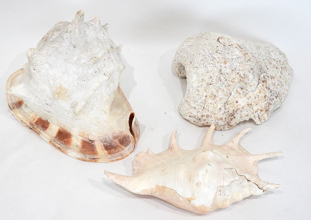 Collection of Seashells, 10 - 11 1/2 "L, CANADIAN BIDDERS ONLY.: Collection of Seashells, 10 - 11 1/2 "L, CANADIAN BIDDERS ONLY.