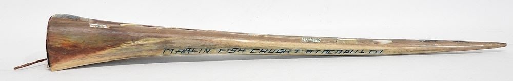 Marlin Tusk (500lb), 23", CANADIAN BIDDERS ONLY. (1 of 3)