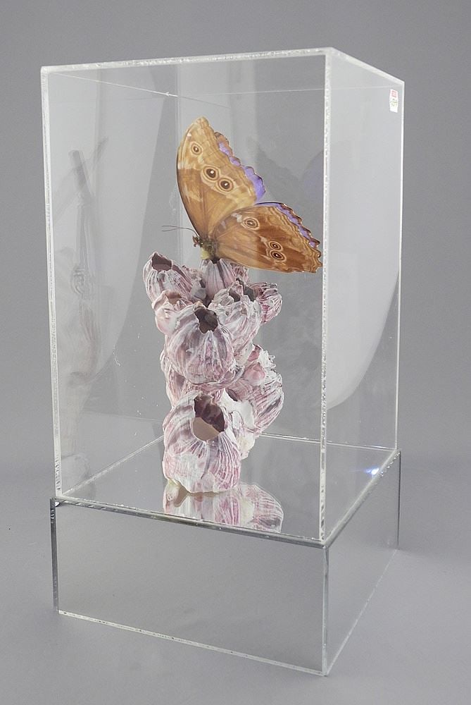 Acrylic Cased "Butterfly on Barnacles" Specimen. (1 of 3)