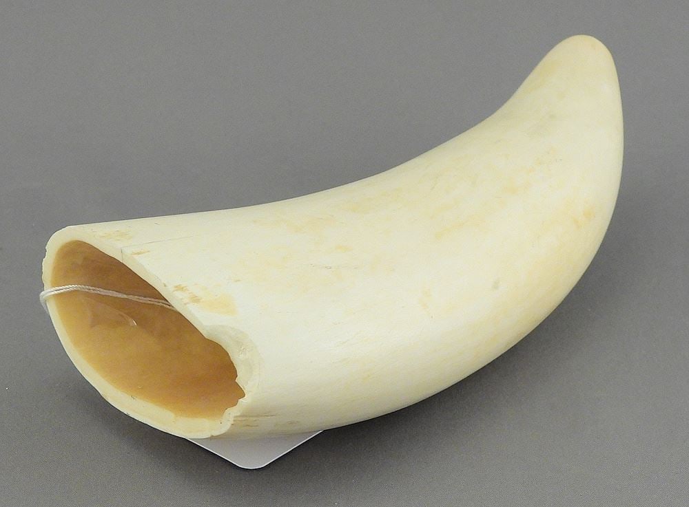 Sperm Whale Tooth, 5 3/4"L, 390g (chipped), CANADIAN BIDDERS ONLY. (1 of 3)