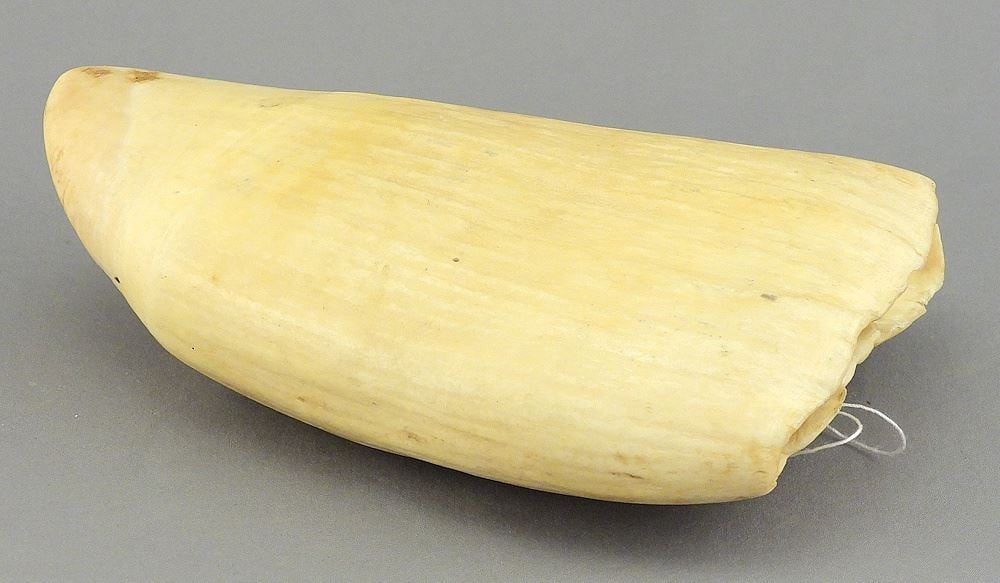 Sperm Whale Tooth, 6 3/8"L, 550g, CANADIAN BIDDERS ONLY. (1 of 3)