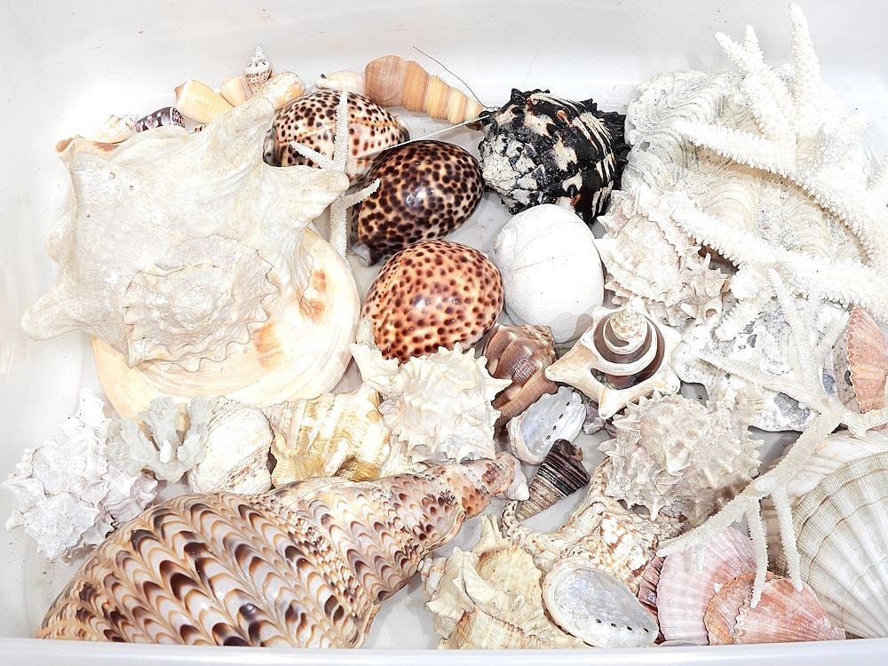 Collection of Seashells, CANADIAN BIDDERS ONLY.: Collection of Seashells, CANADIAN BIDDERS ONLY.