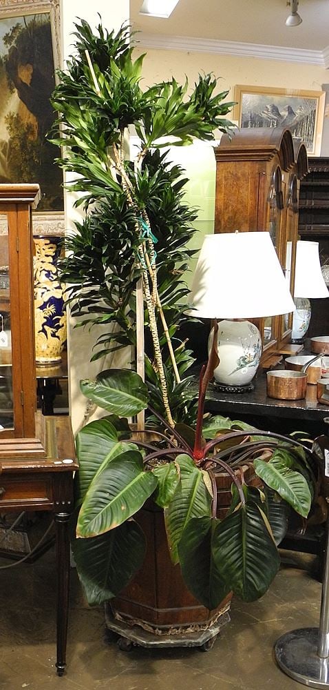 Massive Potted Plant in Oak Jardiniere, 6'8"h (weight noted). (1 of 2)