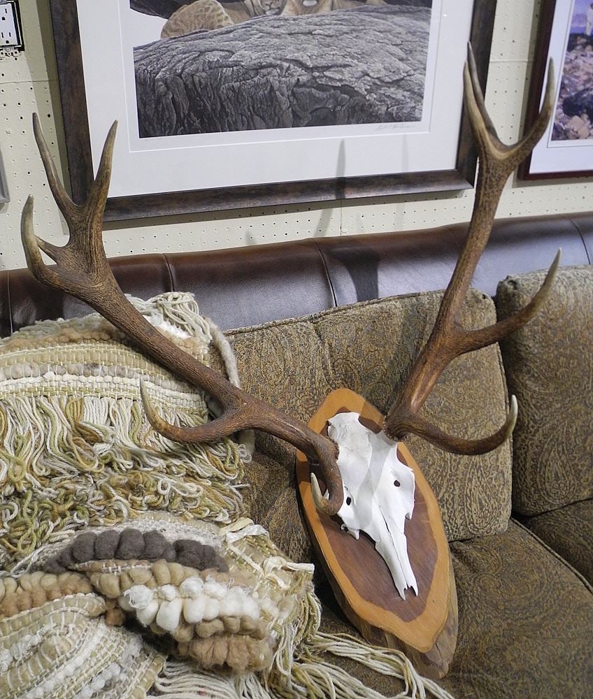 Pair of Antlers Mounted on Plaque, 34 x 33 x 16". (1 of 1)