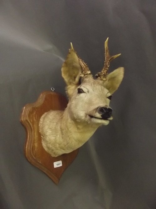 A mounted doe's head on an oak shield shaped mount, 18'