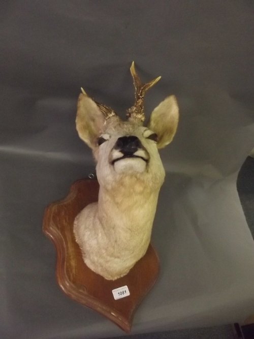 A mounted doe's head on an oak shield shaped mount, 18' - 2