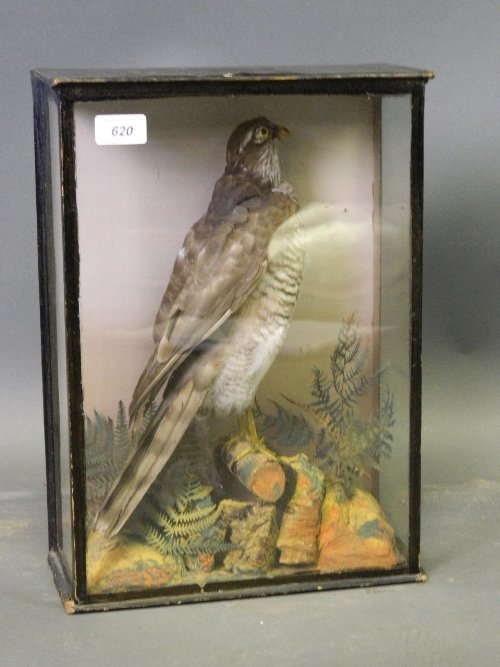 A Victorian taxidermy subject, a stuffed sparrowhawk in: A Victorian taxidermy subject, a stuffed sparrowhawk in a glass case, 16'' x 5'', 11½'' high