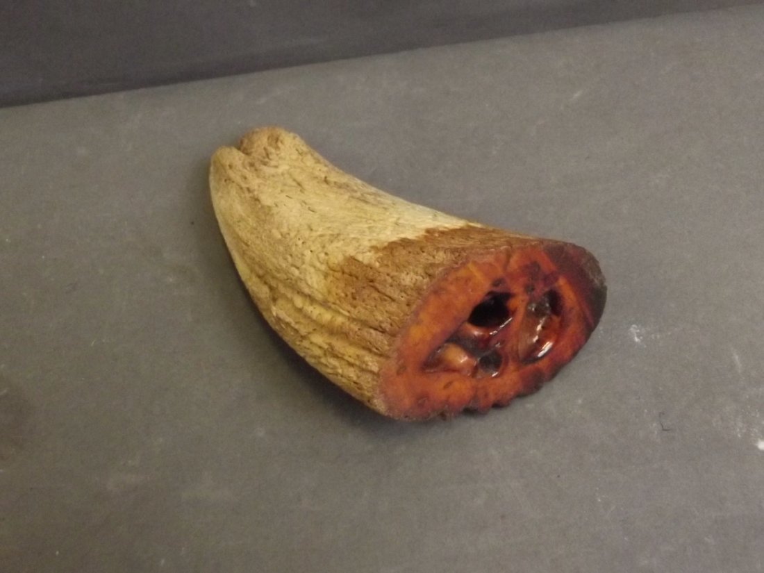 A polished tusk, 4½'' high: A polished tusk, 4½'' high
