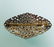 THE PORTUGAL BROOCH - 2