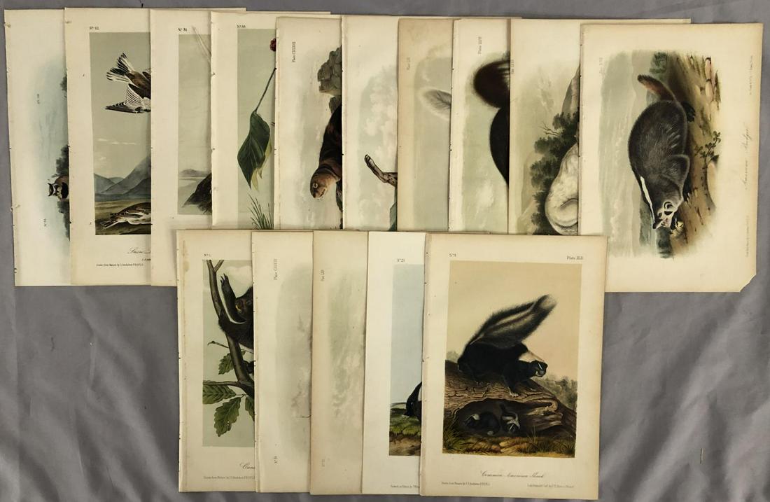 Group of (15) Hand Colored Audubon Octavo Prints (1 of 16)