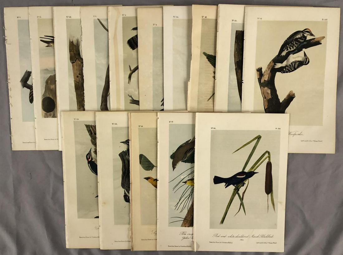 Group of (15) Hand Colored Audubon Octavo Prints (1 of 16)