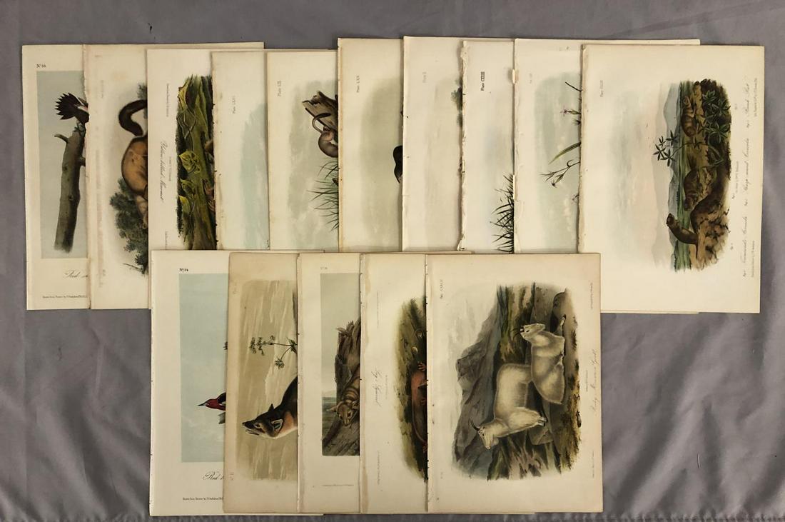 Group of (15) Hand Colored Audubon Octavo Prints (1 of 16)
