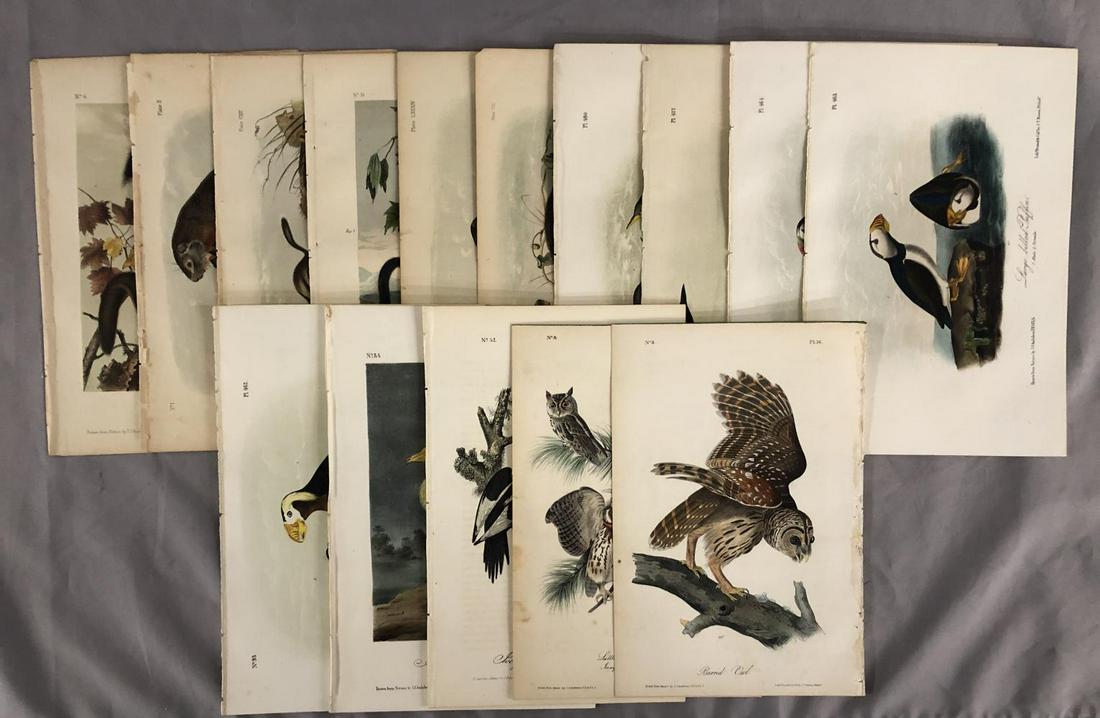 Group of (15) Hand Colored Audubon Octavo Prints (1 of 16)