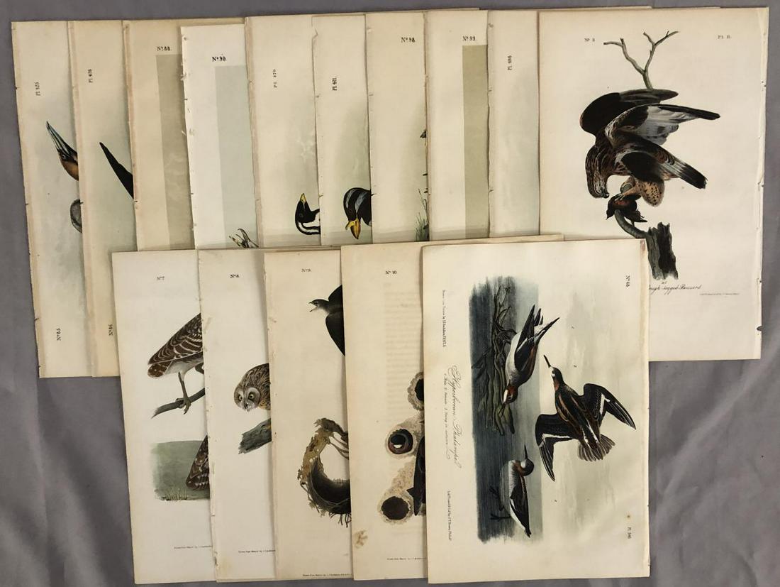 Group of (15) Hand Colored Audubon Octavo Prints (1 of 16)