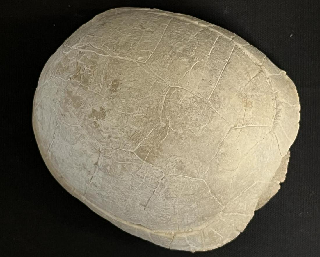 Tortoise Fossil: Approx. 5.5" long x 4.5" wide x 2.5" tall.