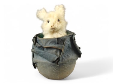 Descamps Rabbit in Cabbage Automaton