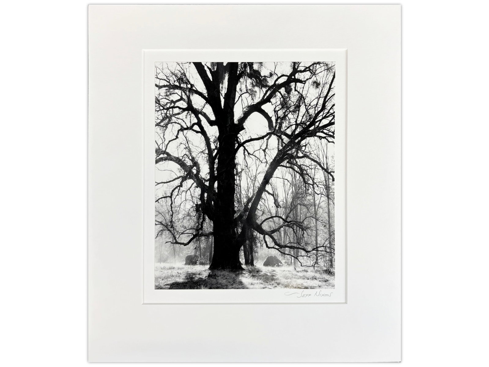 Jeff Nixon Signed Photo, "Oak Tree & Morning Mist": Jeff Nixon (American, 1952-2022). Unframed gelatin silver print, "Oak Tree and Morning Mist, Sierra Foothills". Pencil signed lower right under image. Sight seen approx. 7-1/2" x 9-1/2". Print is moun