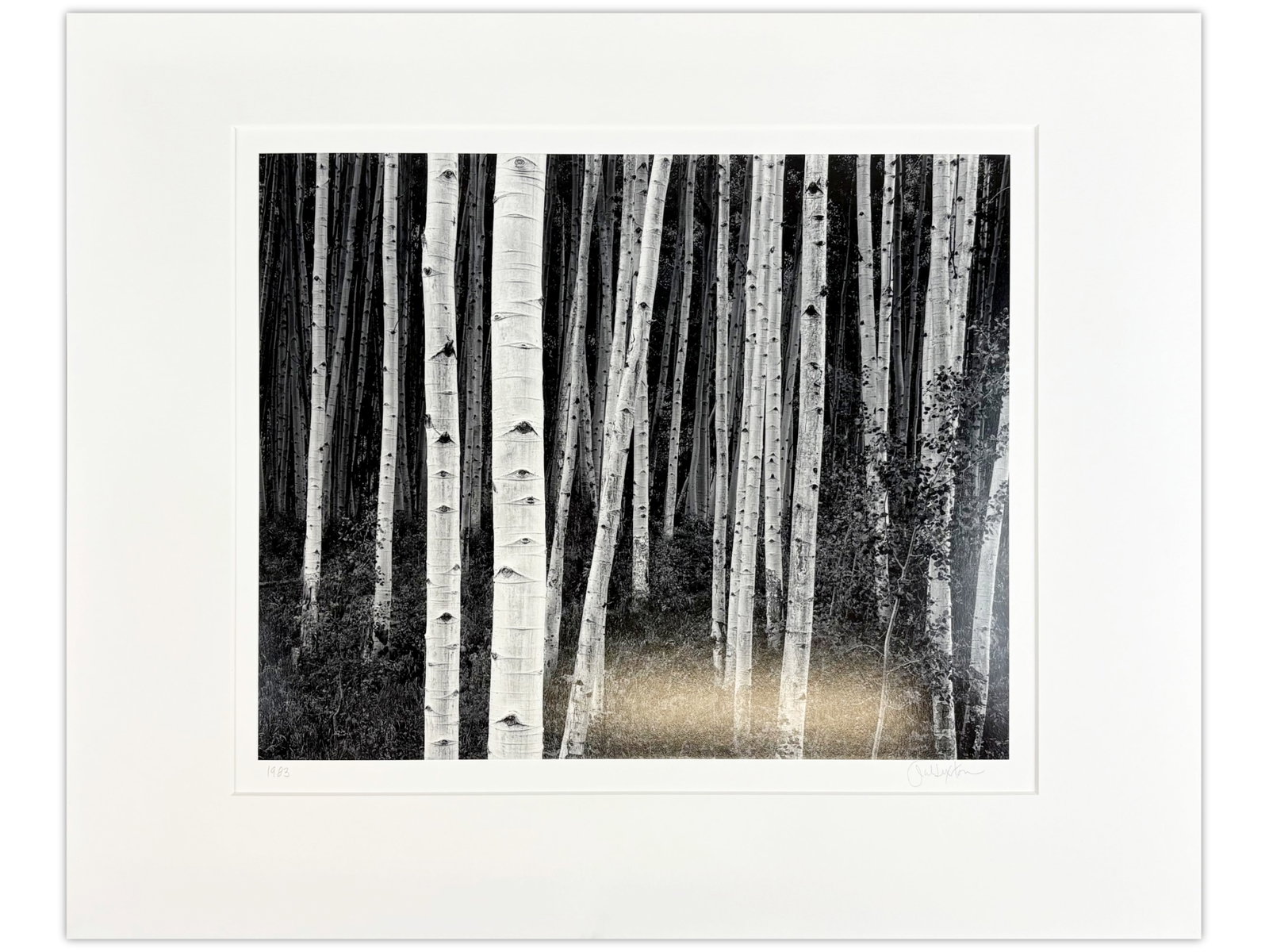 John Sexton Signed Photo, "Aspen Forest Dusk" (1 of 3)