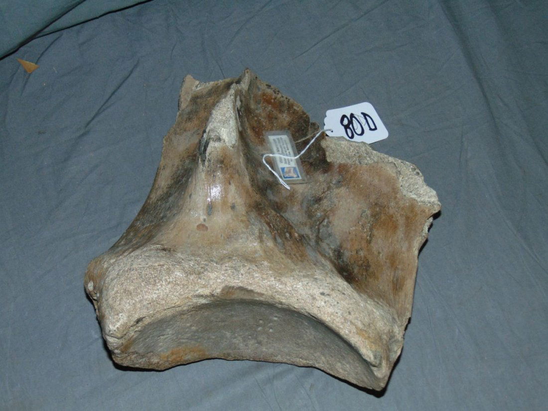 Fossilized Wooley Mammoth Scapula. (1 of 6)