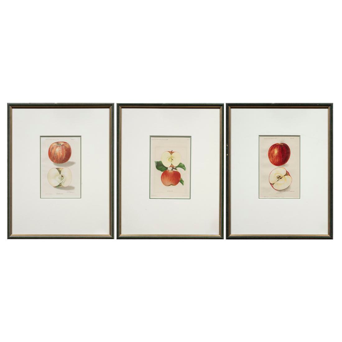 PRINTS, DEBORAH GRISCOM PASSMORE: (lot of 3) Deborah Griscom Passmore (American, 1840-1911), Department of Agriculture Botanical Illustrations of Apples, 1904, lithographs, overall (with frame, for each): 19"h x 15"w