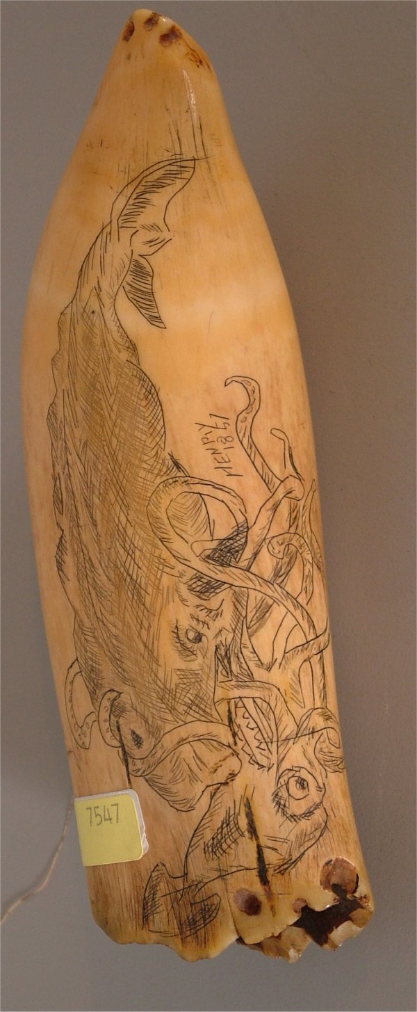 IVORY SCRIMSHAW TUSK W/SHIP & SQUID 6" L: IVORY SCRIMSHAW TUSK W/SHIP & SQUID 6" L
