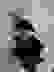 item-73455445=4