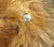 EARLY STEIFF CARAMEL MOHAIR TEDDY BEAR. DISK JOINTED AT - 3