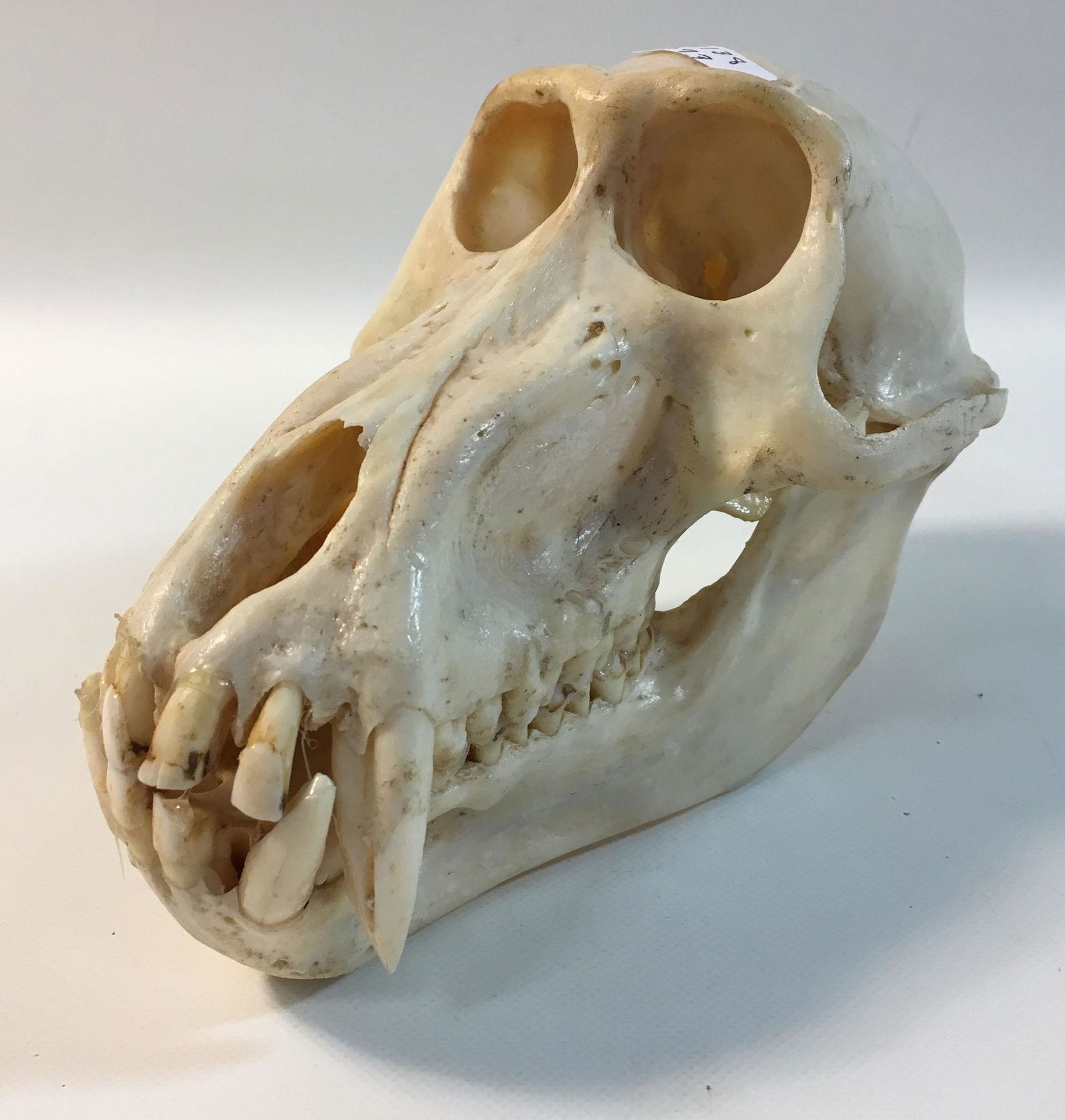 BABOON SKULL (1 of 2)