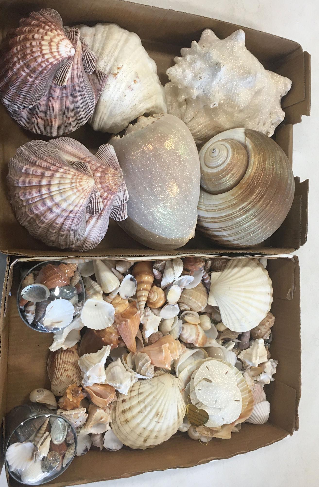 2 BOX LOTS OF SEASHELLS: 2 BOX LOTS OF SEASHELLS