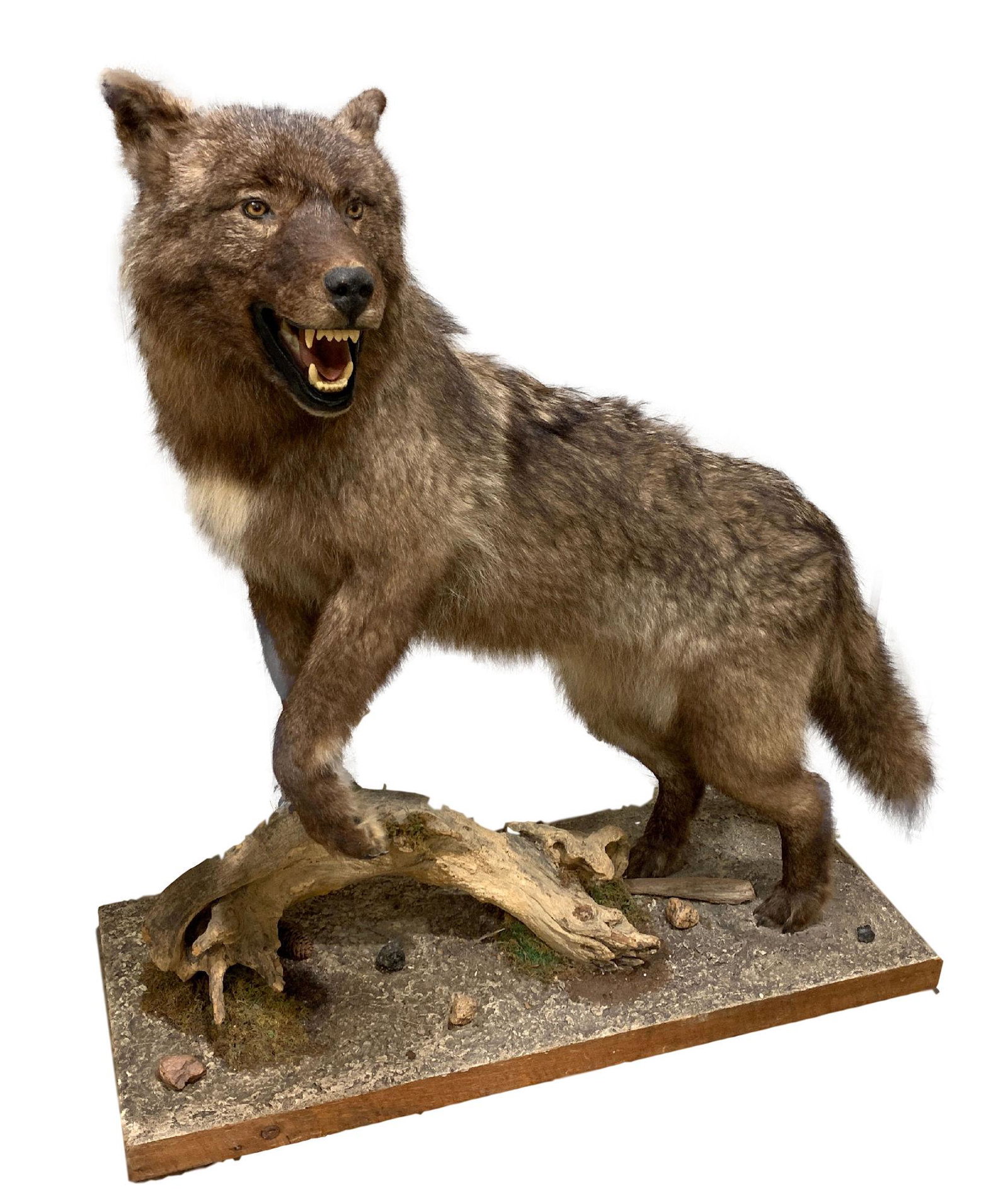 TAXIDERMY MOUNT WOLF FULL BODY 50" H: TAXIDERMY MOUNT WOLF FULL BODY 50" H