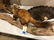 TAXIDERMY MOUNT WEASEL FULL BODY 21"L