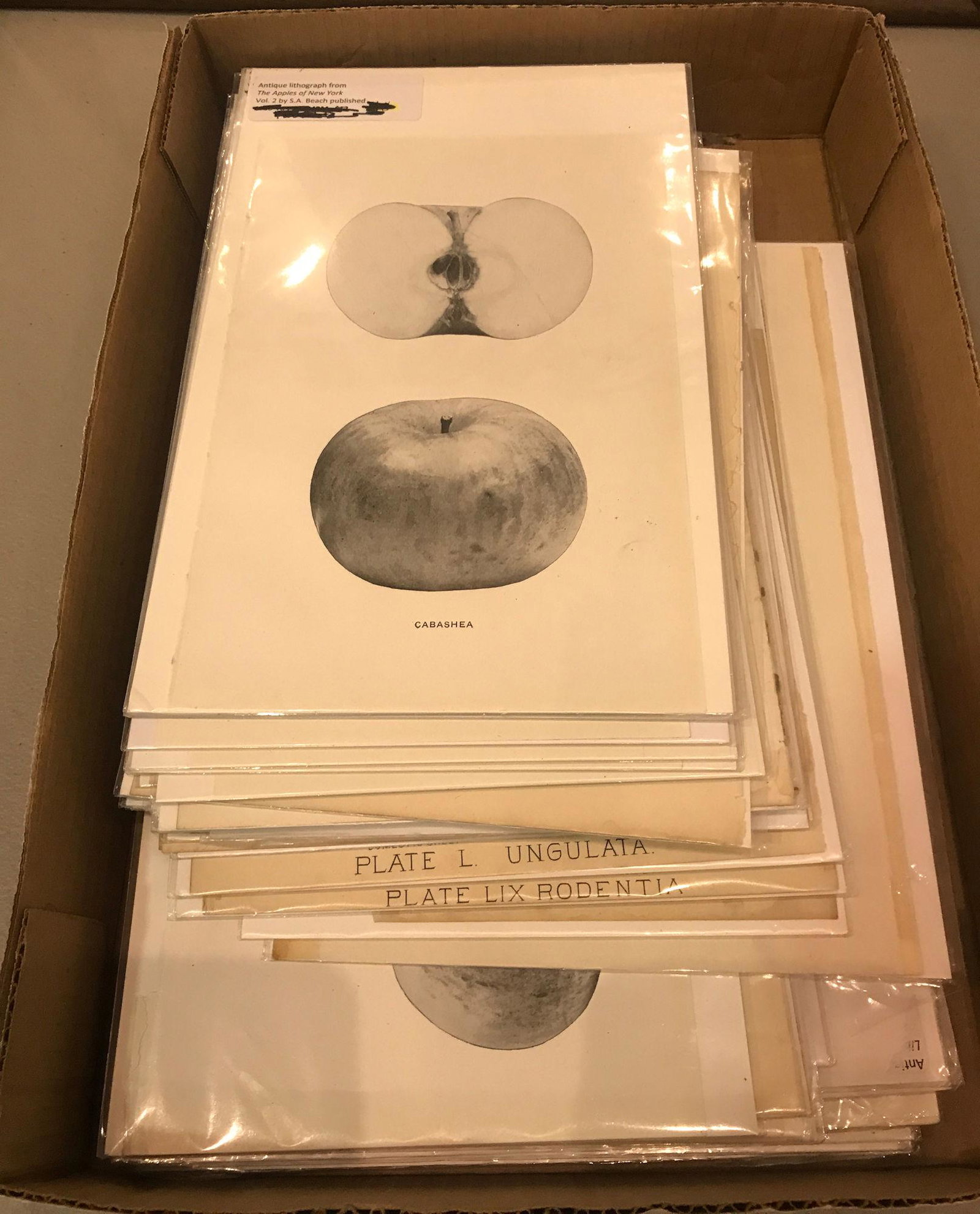 BOX LOT UNFRAMED PRINTS INCLUDING APPLES (1 of 1)