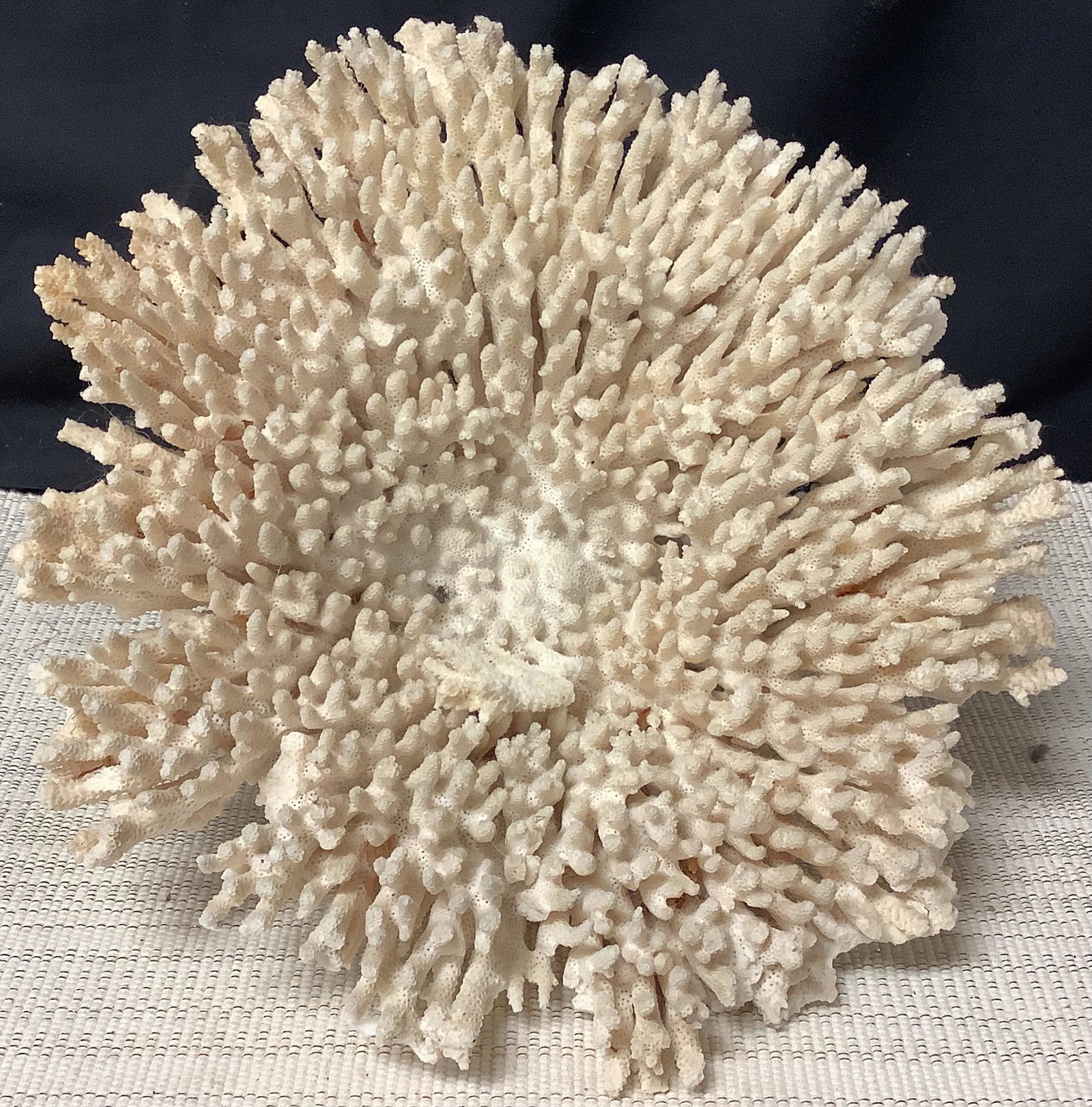 Lg coral 12”x13”: Lg coral 12”x13”