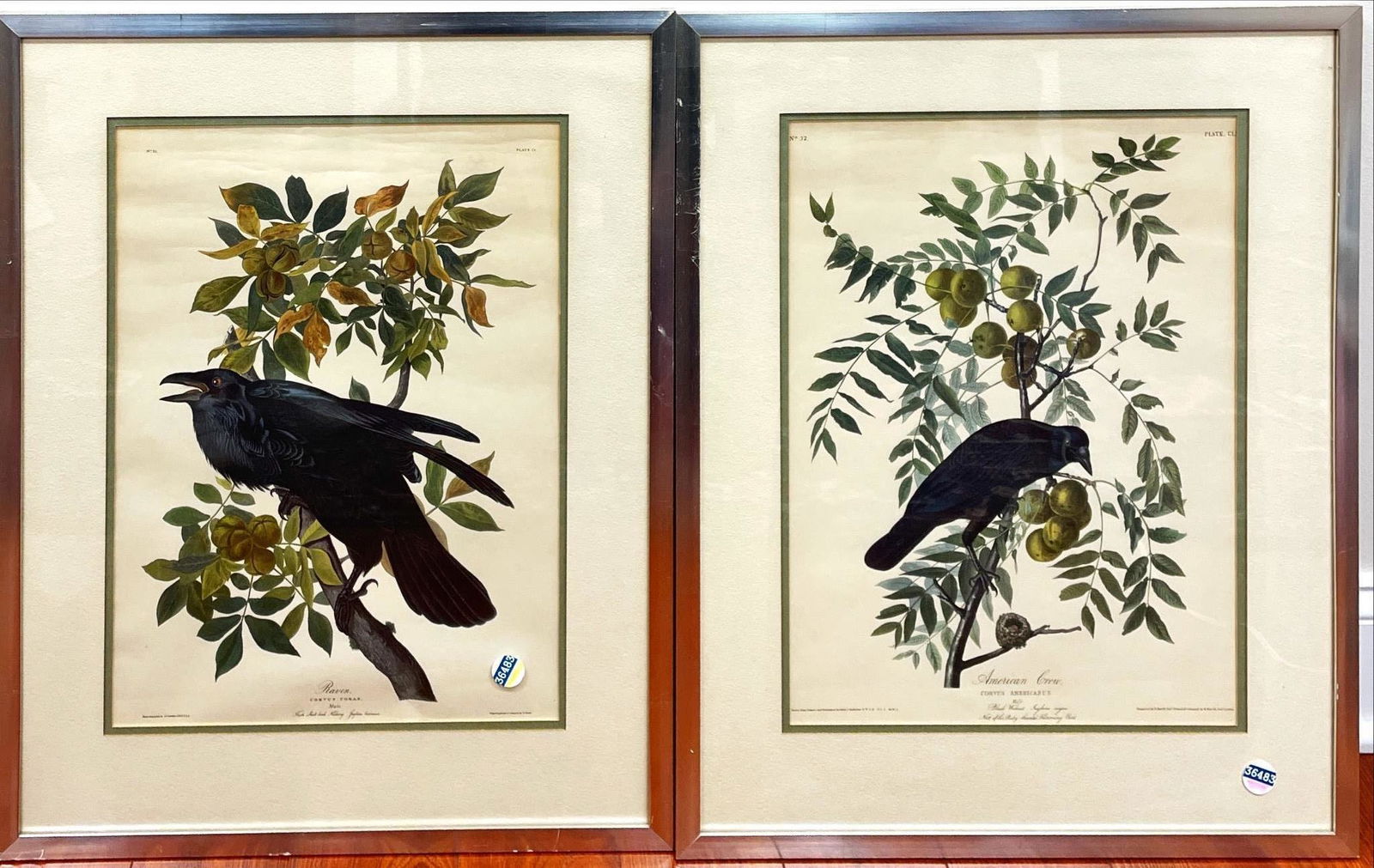 Two Audobon prints, Raven and crow. (1 of 1)
