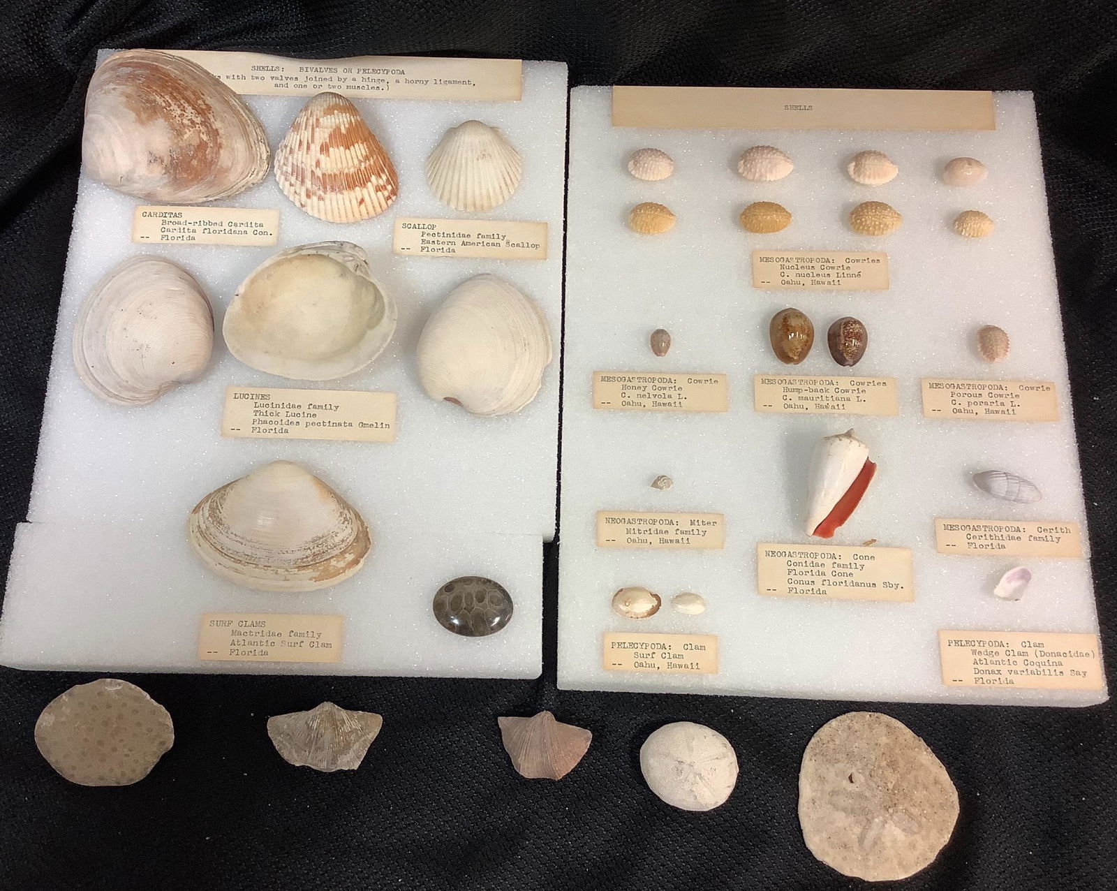 Small lot of shells with a few water formed fossils. (1 of 1)
