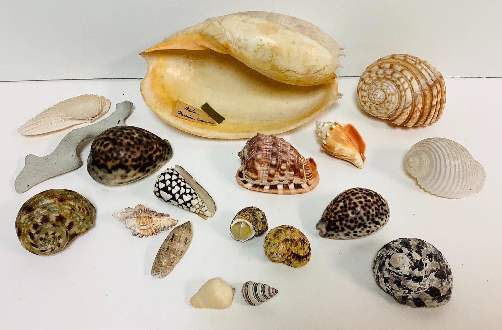 Lot of 17 shells and 1 coral fossil. Shells include 9": Lot of 17 shells and 1 coral fossil. Shells include 9" melon shell, marble cone, 3" and 4" Tiger cowrie shells, 2.75" turbo shell, magpie shell and others.