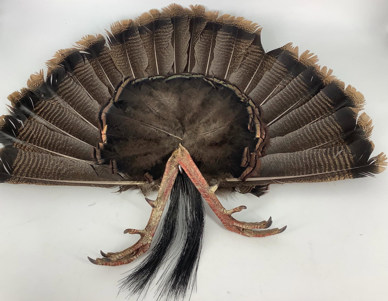 Adult eastern wild turkey tail with beard and feet.: Adult eastern wild turkey tail with beard and feet.