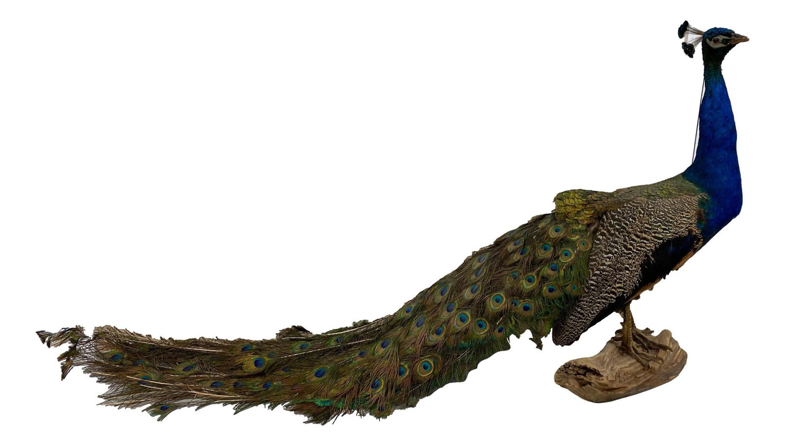 Taxidermy Peacock, 32" tall. (1 of 1)