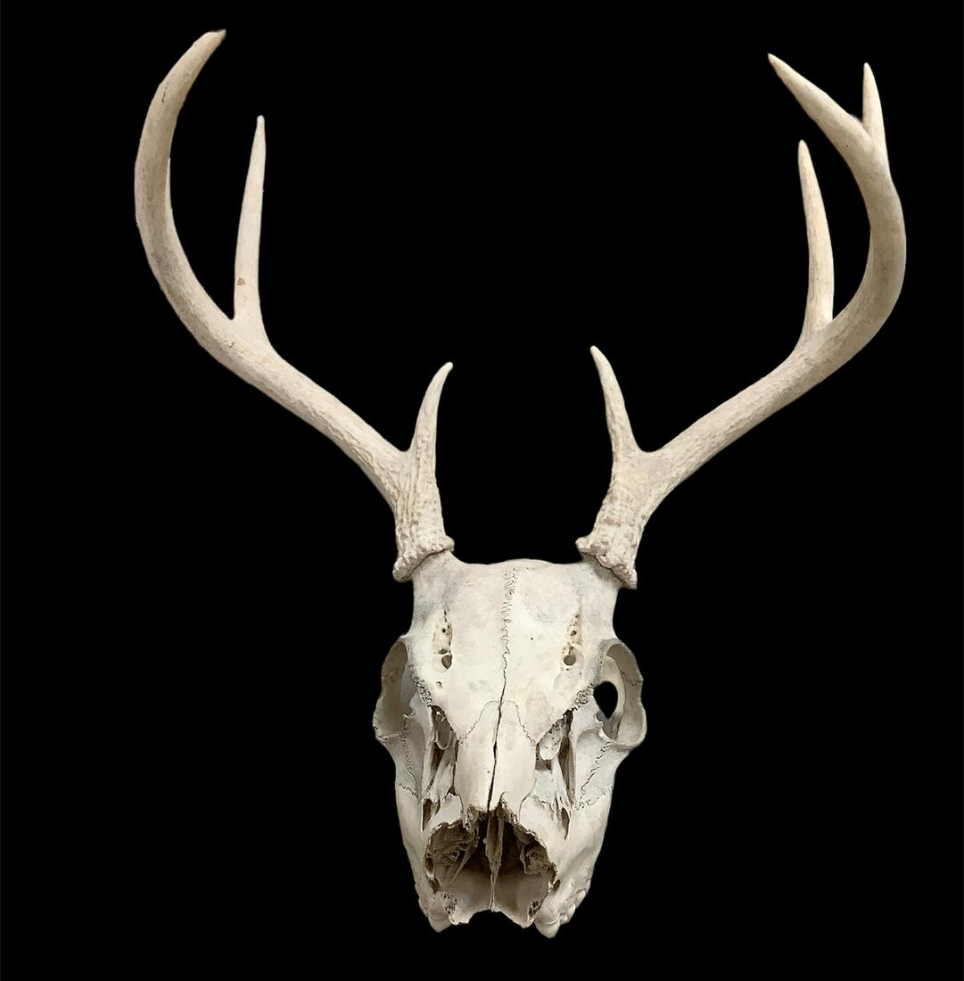 White-tailed deer 8 point Buck skull (nasal portion missing). Antlers have 15" beam and 11" spread.: White-tailed deer 8 point Buck skull (nasal portion missing). Antlers have 15" beam and 11" spread.