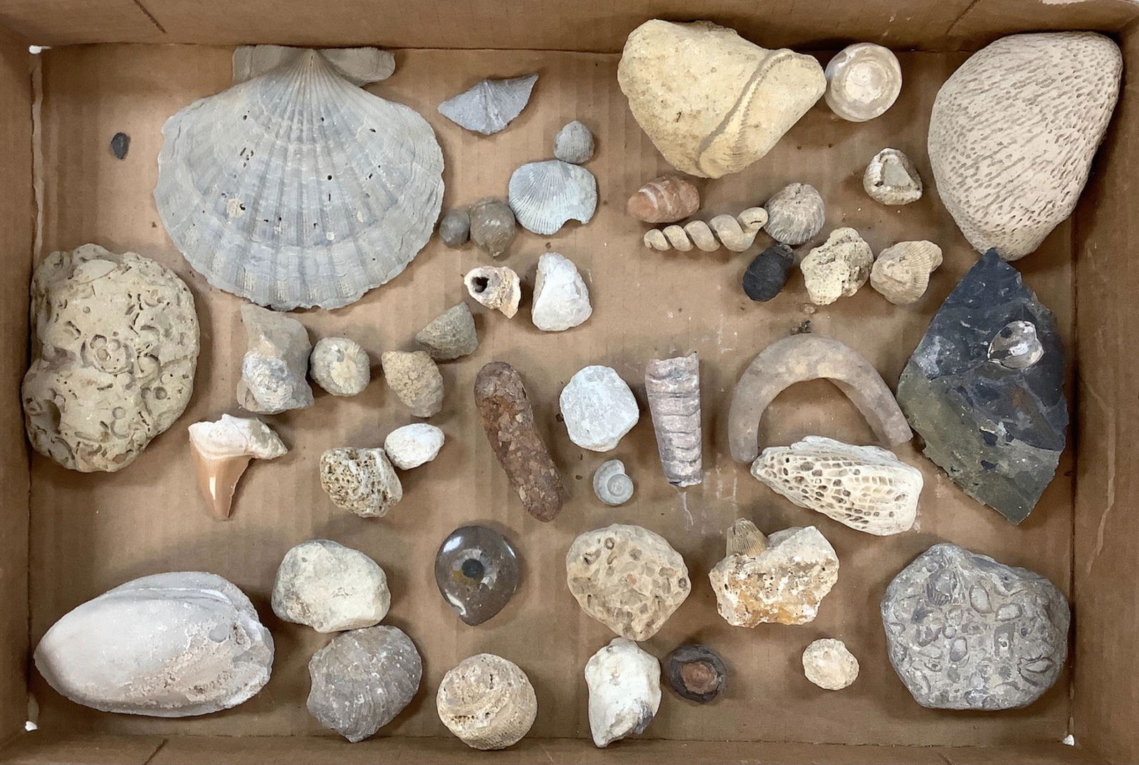 Lot of rocks, fossils, shells and teeth including cephalopod, brachiopod, pelecypod, ammonite,: Lot of rocks, fossils, shells and teeth including cephalopod, brachiopod, pelecypod, ammonite, crinoid, gastropod